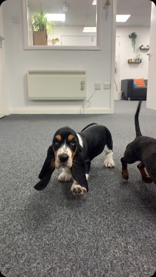 There’s a new dog in town 🐶😎 

Lou-Lou joins the Media Street team on a permanent contract. She will be Head of Pawfecting Operations (HPO) with key responsibilities:

- Chief Nap Officer
- Supervisor of Snuggle Strategies 

Welcome, Lou-Lou 

#bassethound #officepuppy #pupster #officedog